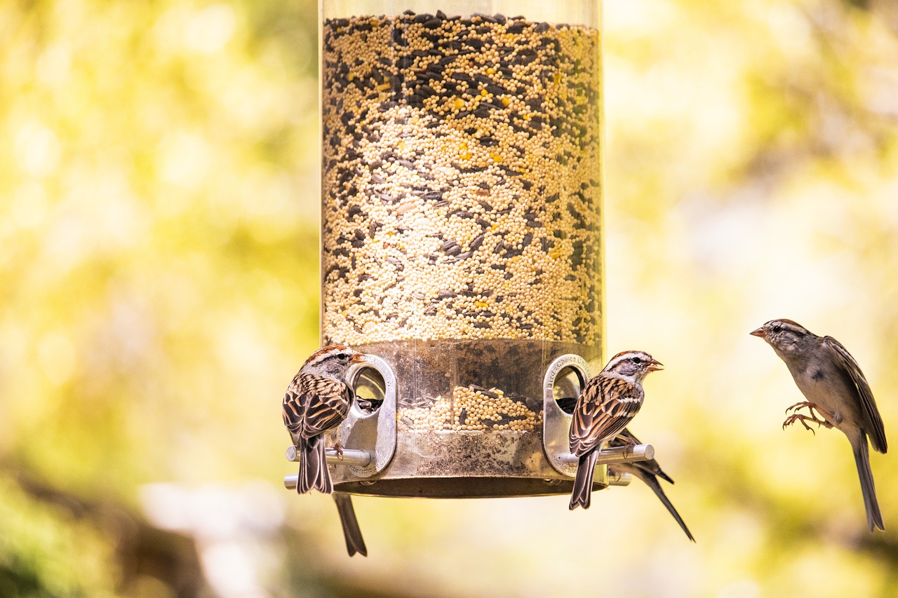 4 Easy-to-Make Bird Feeders Using Recycled Materials